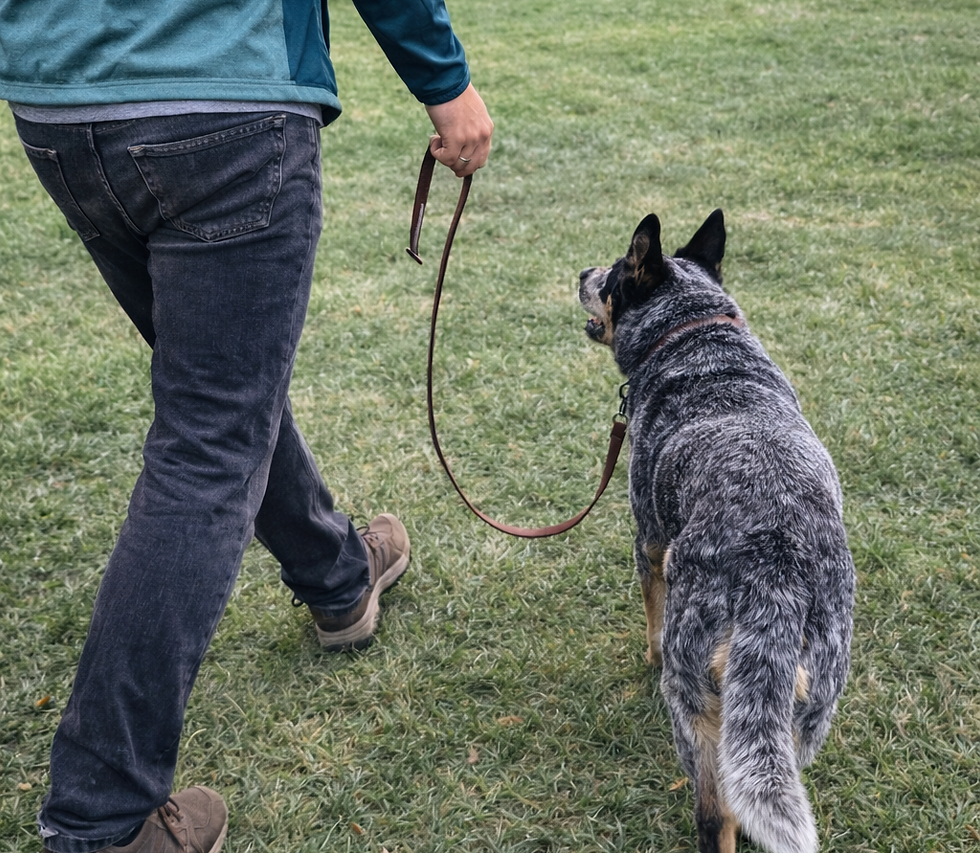 Handler walking their dog on a loose leash