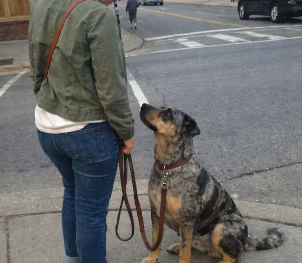 Dog calmly sitting and engaged with their handler at a stoplight