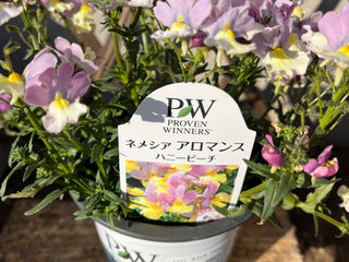 レイキで花粉症ストップかな？