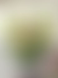 ゴールデンウィークもレイキどうぞ✨