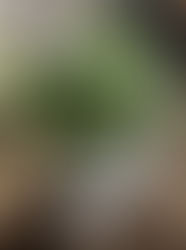 マヤ暦人生サイクルでわくわく🎵