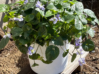 マヤ暦人生サイクルでわくわく🎵