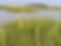 Spartina-grass.jpg