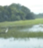 Heron in marsh along Spanish Moss Trail.