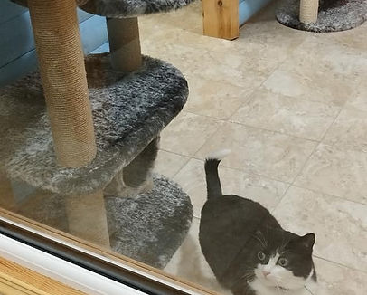 cats in room