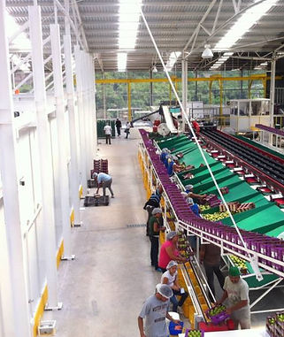 Empaque Agrícola de Mango