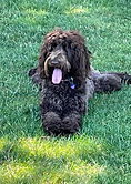 Labradoodle