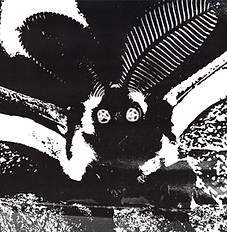 metal moth collection photo.jpg