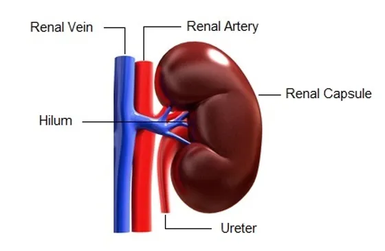 Kidney Anatomy Kidney Chat