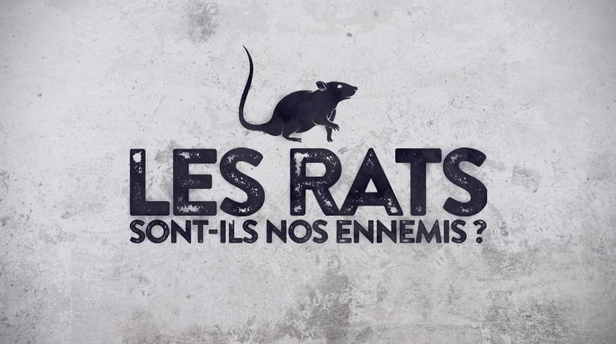 51_LES_RATS.jpg