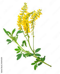 Sweet clover / Melilotus officinalis