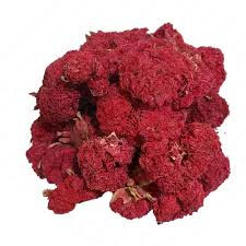 Pomegranate-Male / Golanar