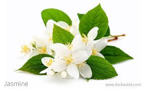 Jasmin