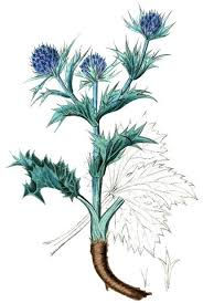 Eryngo