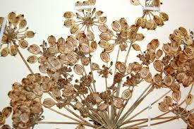 Persian hogweed / Golpar