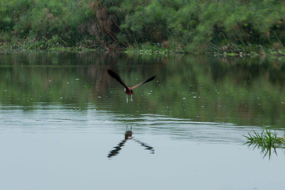 Jacana Bird flying over Mabamba Wetland. Photo credit: Nelly Salvatore Green Lens International / Environmental protection birding