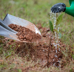 Watering a tree- The Kenneth Kakuru Tree Planting Initiative,