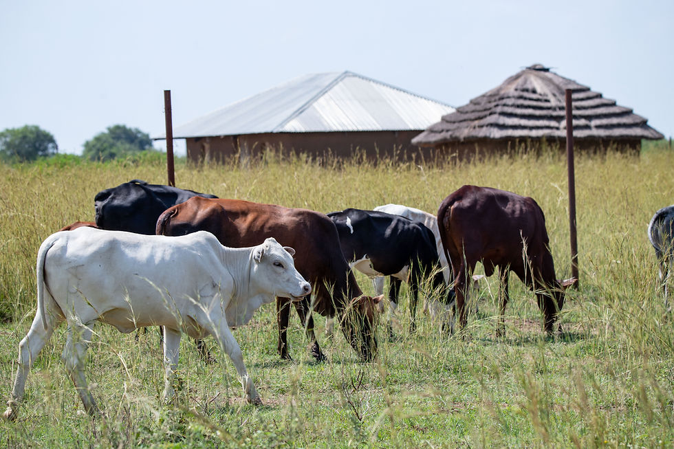 Documentary Photography can help tell project stories in different sectors like agriculture and community empowerment initiatives