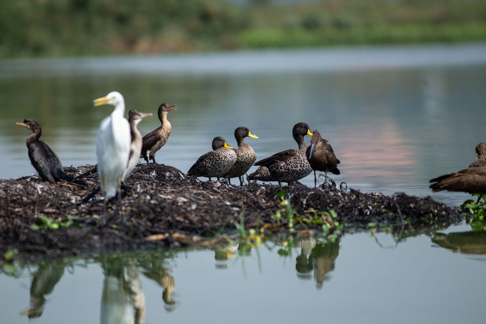 Yellow billed ducks and the great egret  at Mabamba Bay Wetland-2.jpg
