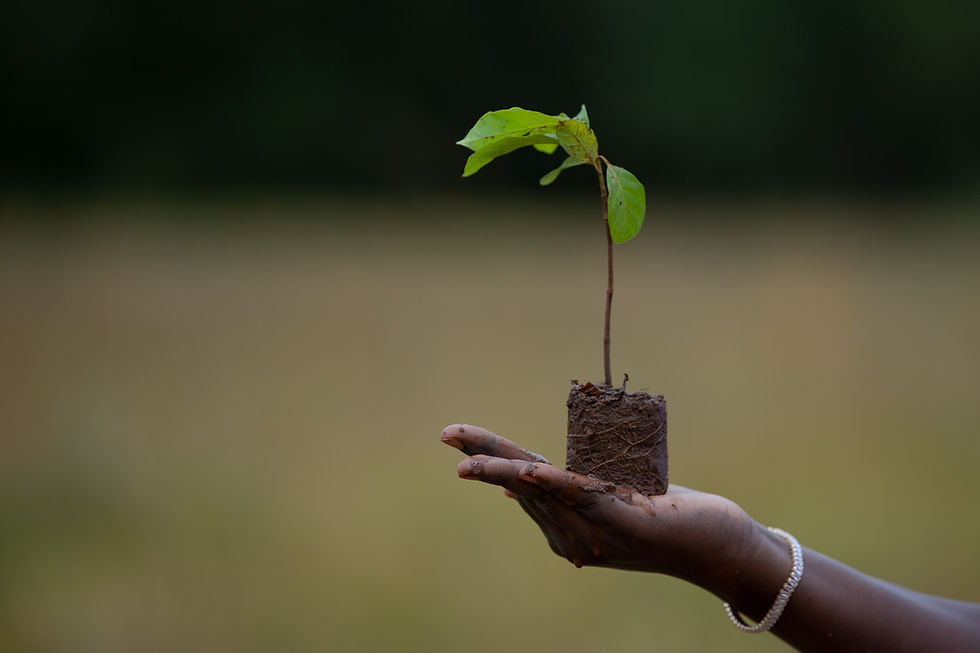 Tree sapling- the kenneth kakuru tree planting initiative