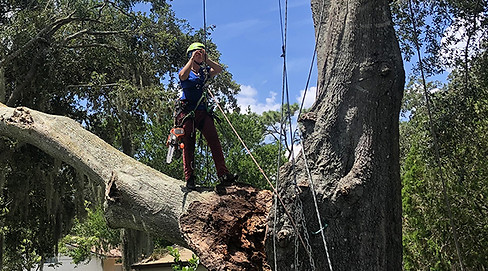 tree-services-10.jpg