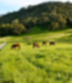 Irrigated Grass Pastures