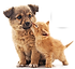 perro gato.png