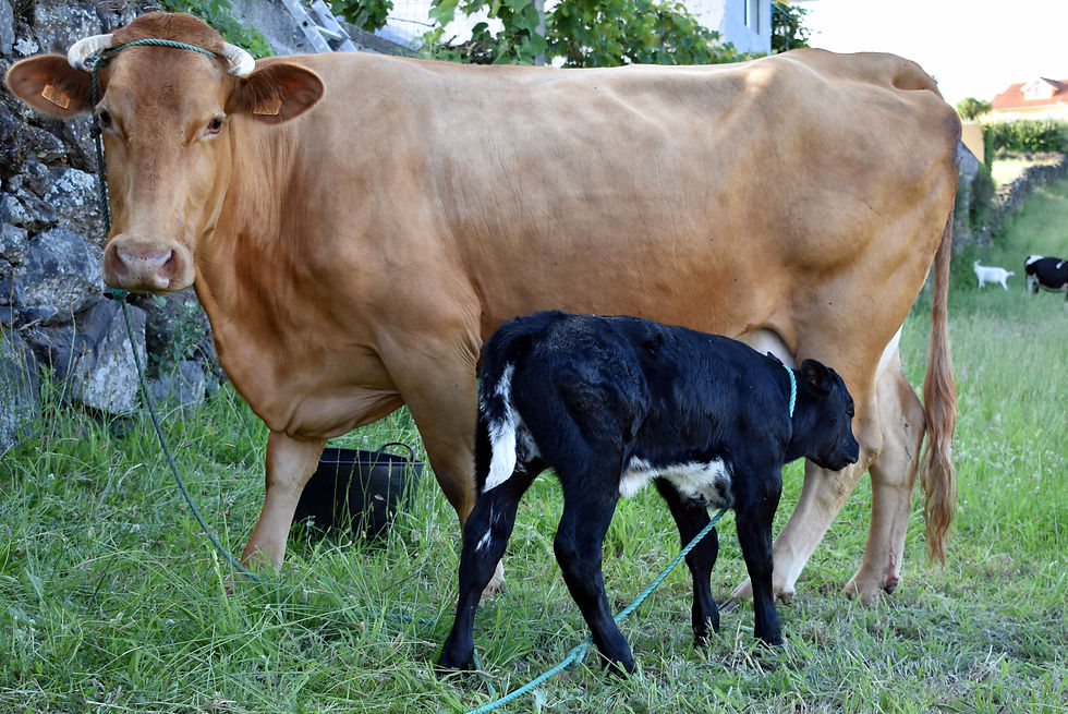 Loira e Preta - 4ª cria