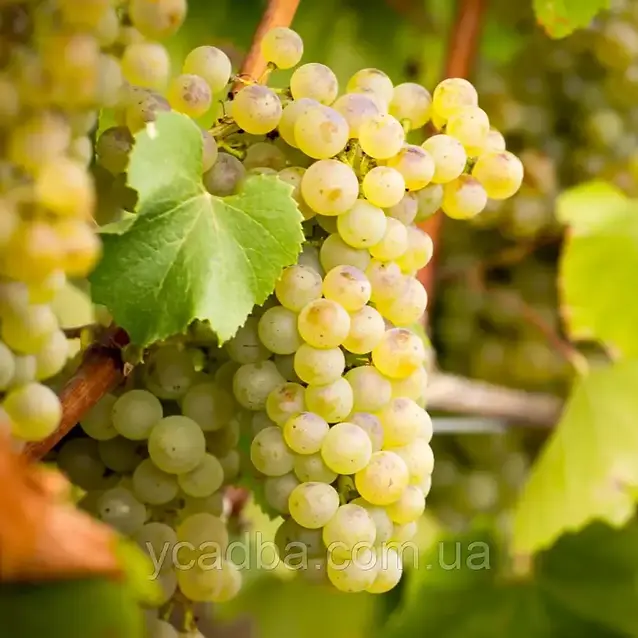 4793861706_vinograd-shardone-vinnyj.webp