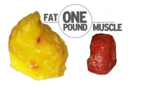 Energy In, Energy Out: Demystifying Weight Management, Weight Loss, and Muscle Gain