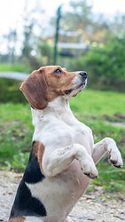 Team beagle