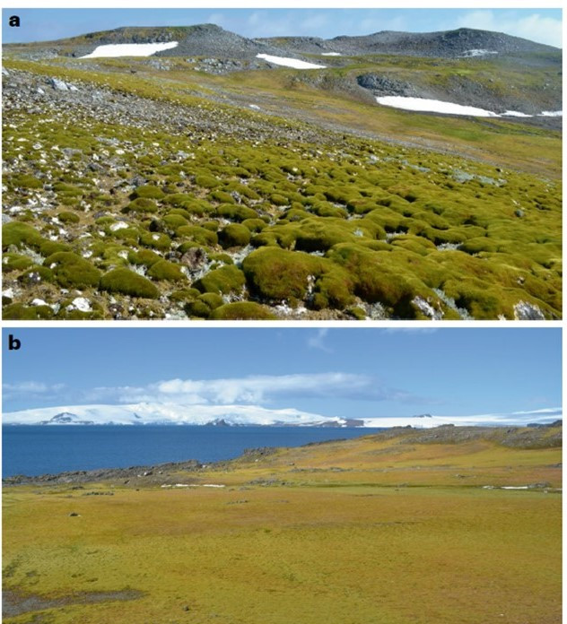Figure 2 Hardley (62°S) Barrientos island (62°S) Antarctica.jpg