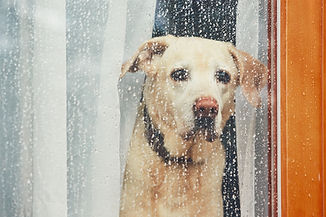 sad-dog-waiting-alone-at-home-2022-02-01-23-40-17-utc.jpg