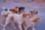 group-of-stray-dogs-on-the-street-2021-10-16-02-45-07-utc.jpg
