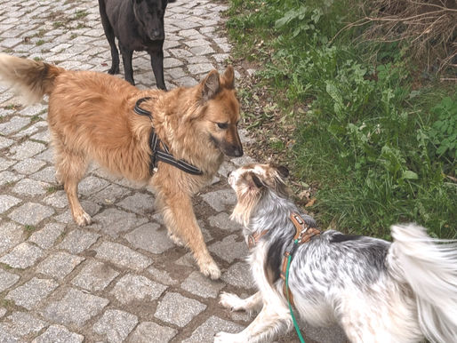 drei Hunde, die sich nicht kennen, begrüßen sich; Begegnungstraining