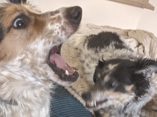 Zwei Hunde spielen miteinander und bellen