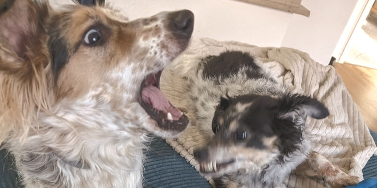 Zwei Hunde spielen miteinander und bellen