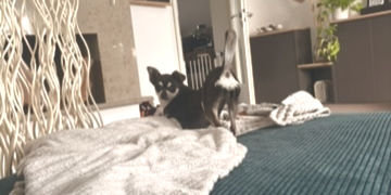 Hund spielt in Vorderkörpertiefstellung