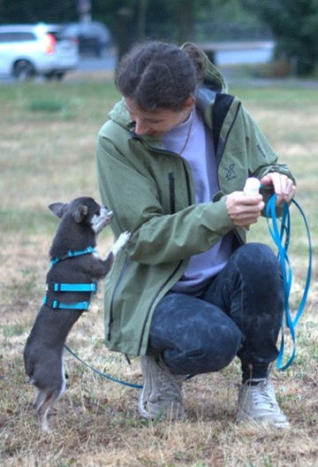ängstlicher Hund im Hundetraining