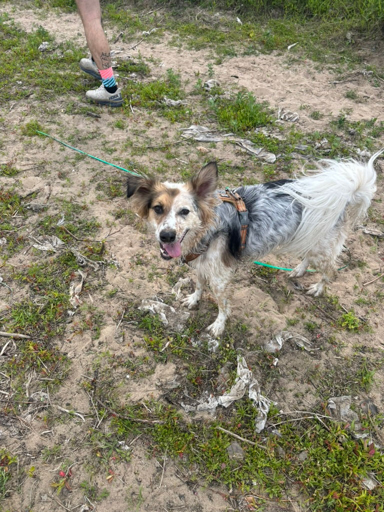 aufgeregter Hund steht am Strand