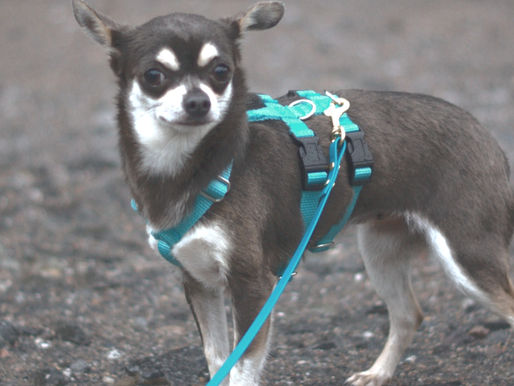 ängstlicher kleiner Hund