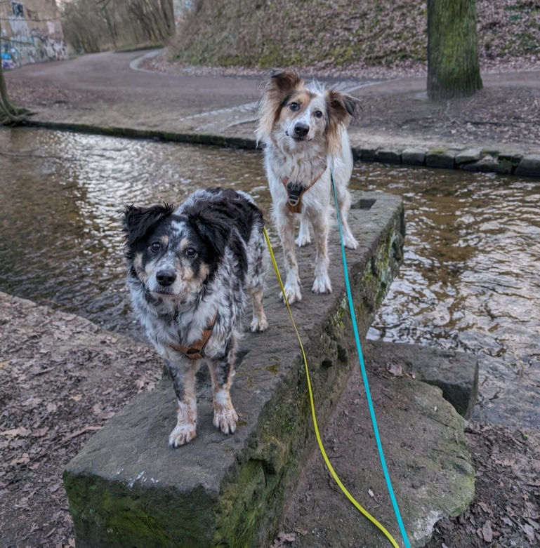 zwei Hunde stehen auf einem Balken