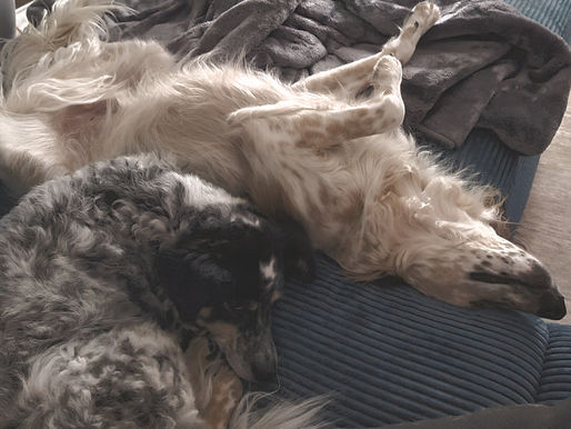 Den Hund zur Ruhe bringen: Entspannung im Alltag ohne Druck mit Routinen & einfachen Übungen