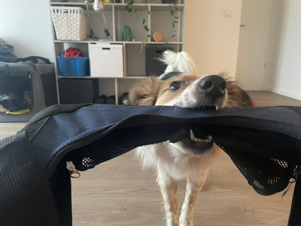 frustrierter Hund beißt in seine Hütte