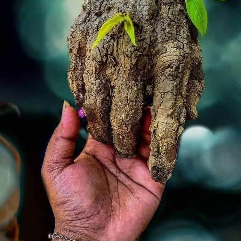 tree hand holds human hand.webp