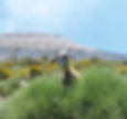 goat at mt etna_edited.jpg