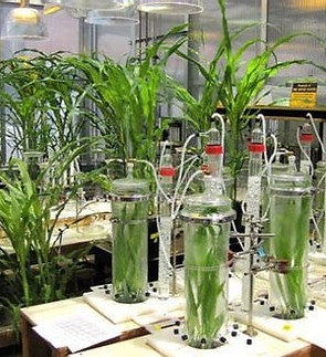 plant science_edited.jpg