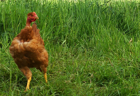 fermeducoqauxboeufs.giteducoqauxboeufs.giteàlaferme5