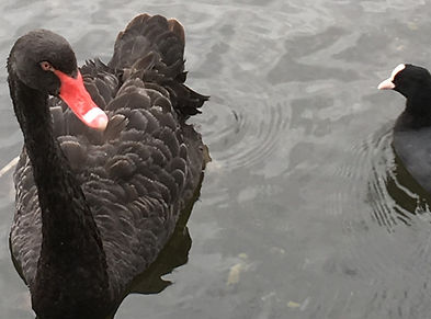 Swan and moorhen