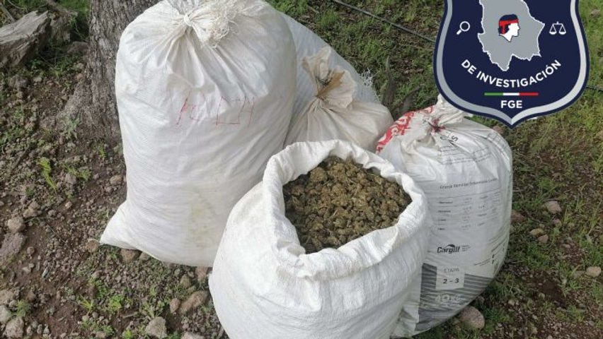 Asegura la AEI 60 kilos de marihuana en Guadalupe y Calvo